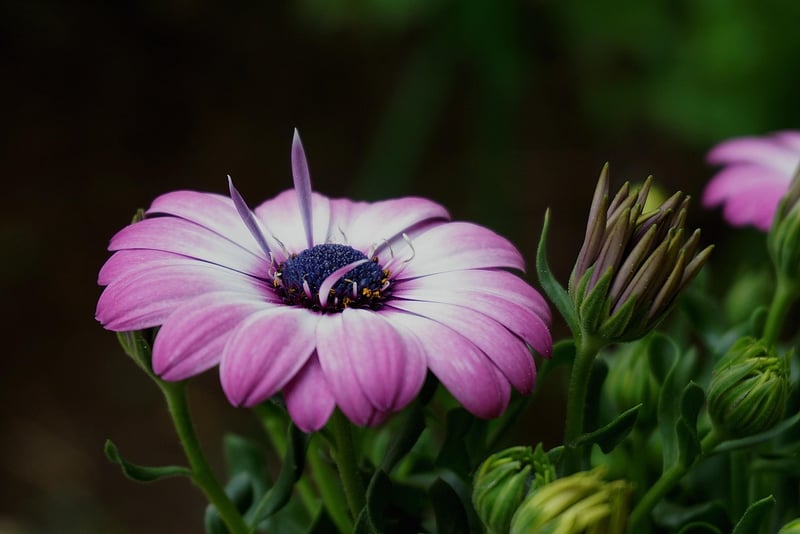 Botanic Haven