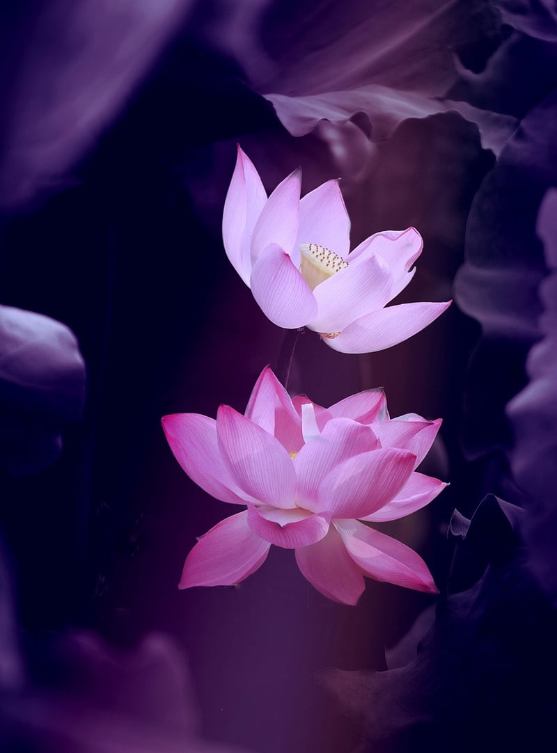 Natural Aesthetics