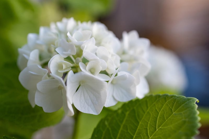 Enchanting Flowers