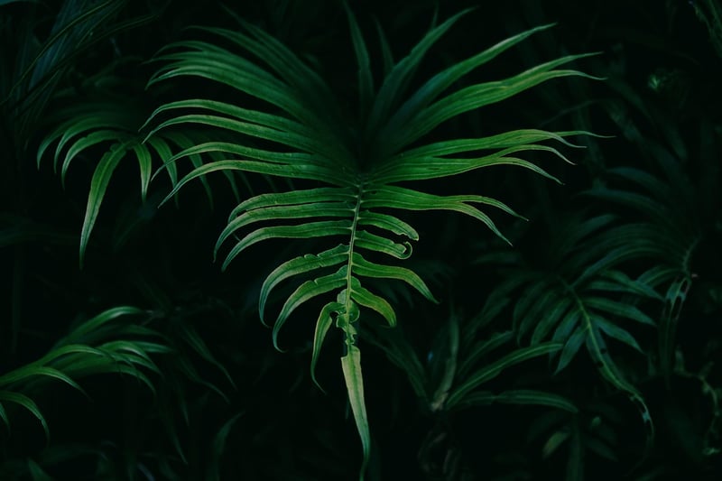 Lush Greenery