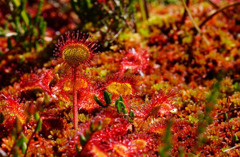 Bewitching Herbs