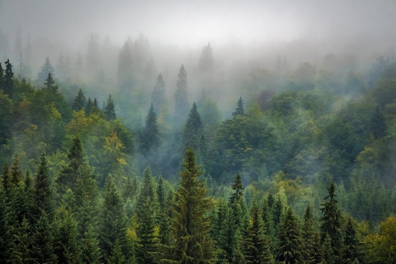 Redwood Forest